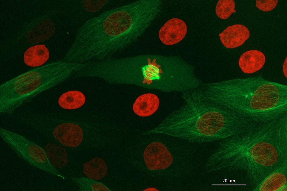 Cell microscopy